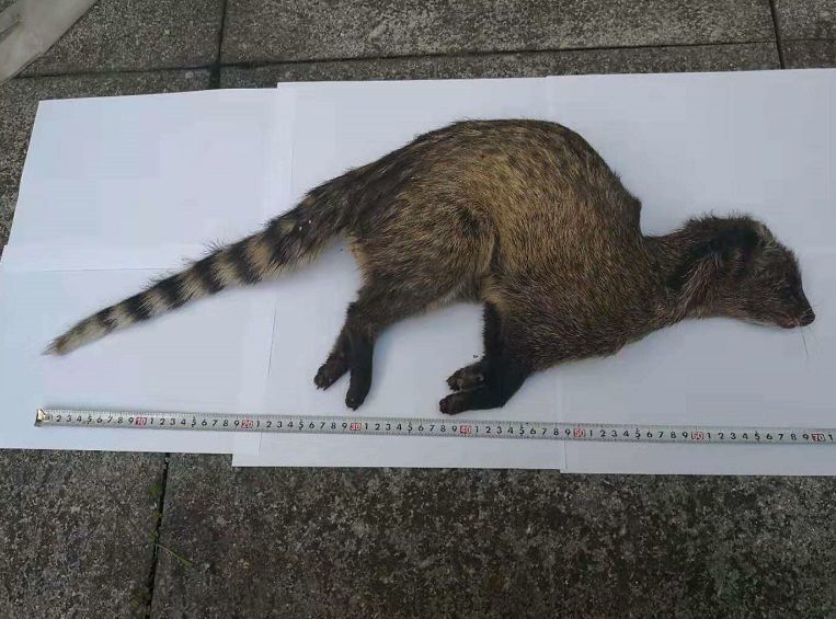 野生小灵猫