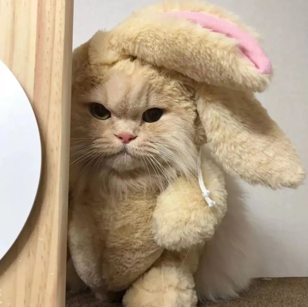 可爱萌宠动物头像 你是我黄昏时买到一束花的快乐