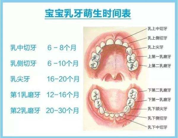 20-30个月 ·牙齿的萌出会有一定的次序,不过萌出的先后会与牙胚发育