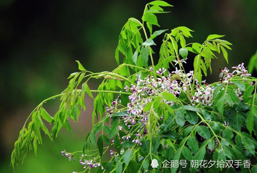 农村常见的树木,花能散发出芳香味,果子可以入药使用