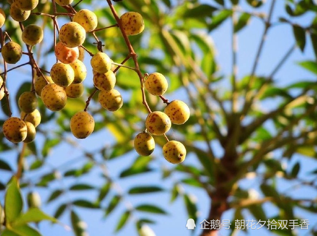 虽然楝树的果实有一定毒性,但它却是一味很好的中药材,这种果实在