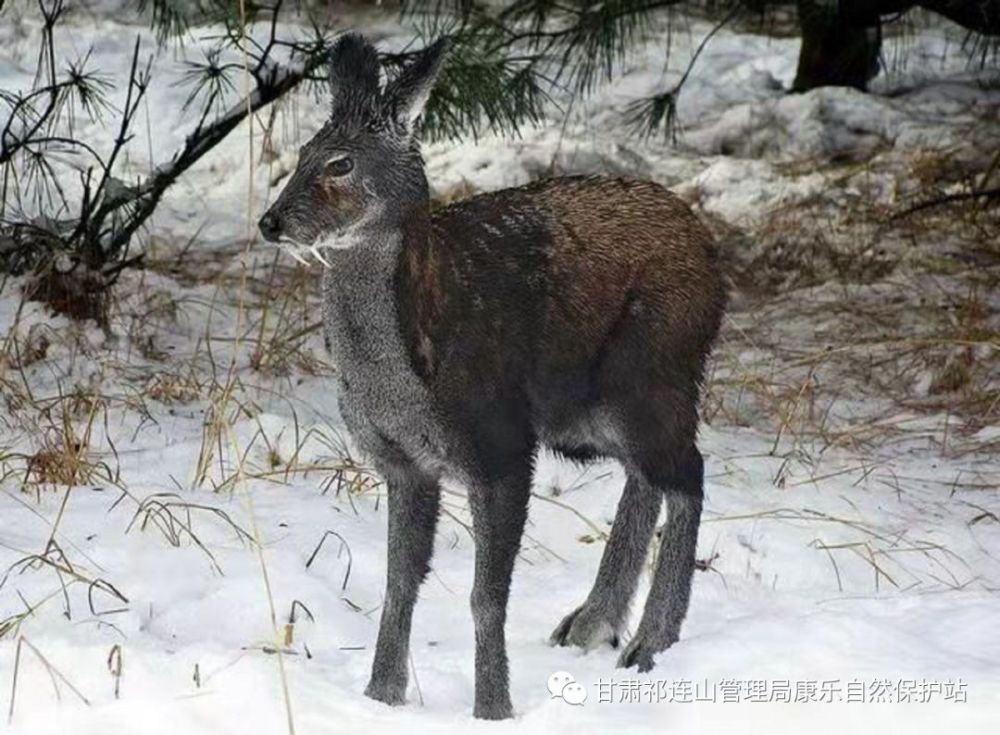 因麝香而渐渐消失的物种-马麝 现身康乐林区