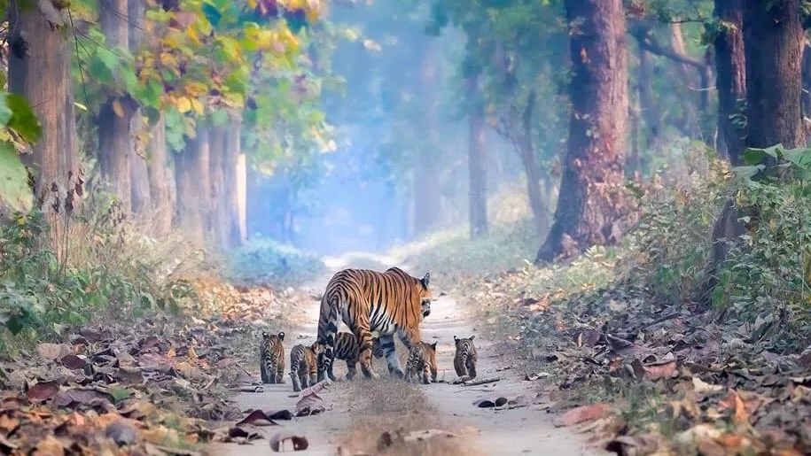 虎妈带着5只小老虎散步,太不可思议了!摄影师拍下了这