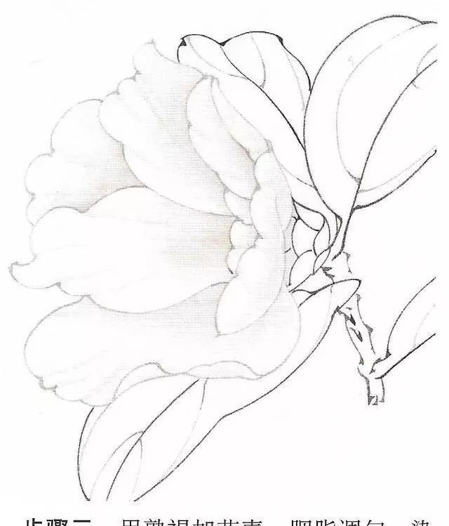 工笔画茶花画法及茶花白描画谱