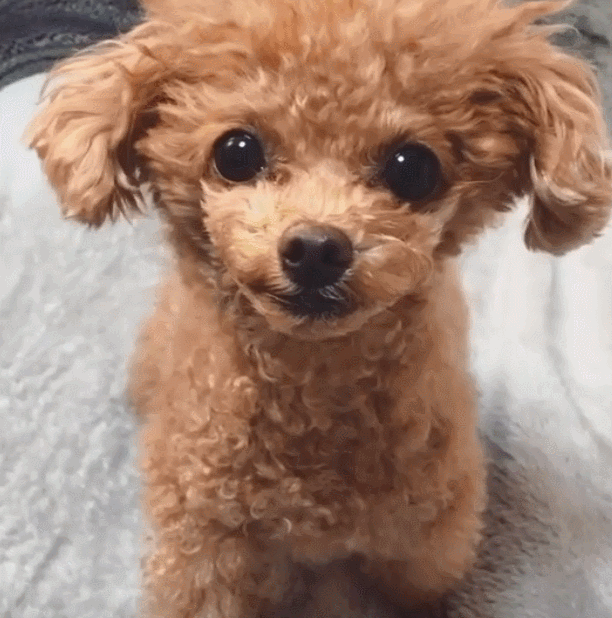 跟着我左手右手一个慢动作