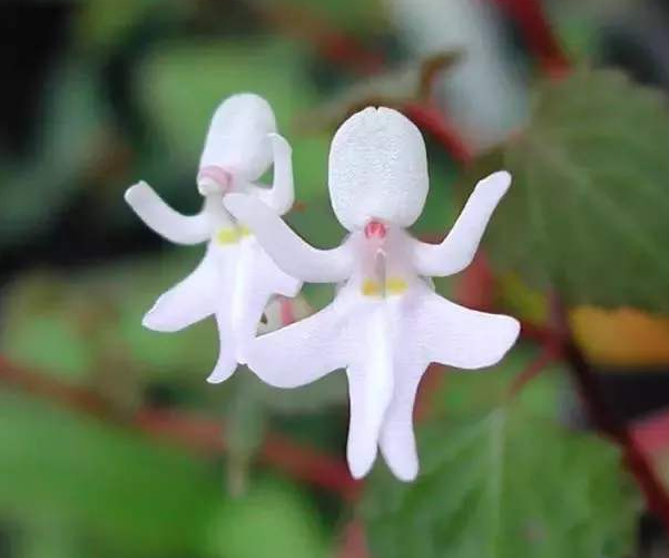 家居,生活,植物,兰花,鬼兰