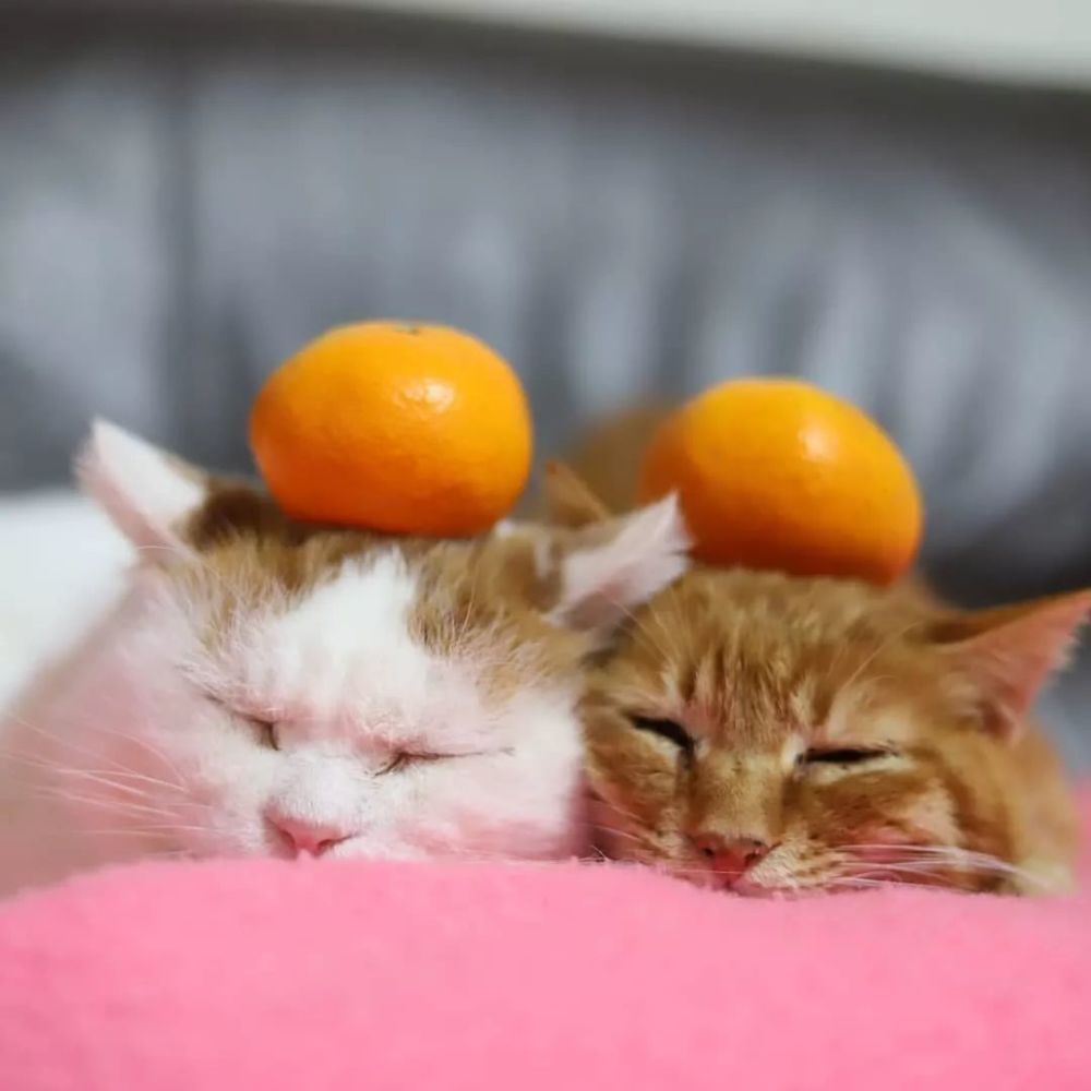 宅在家里,让这些小可爱治愈不美好