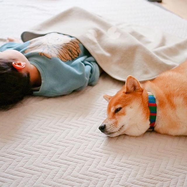 宅在家里,让这些小可爱治愈不美好