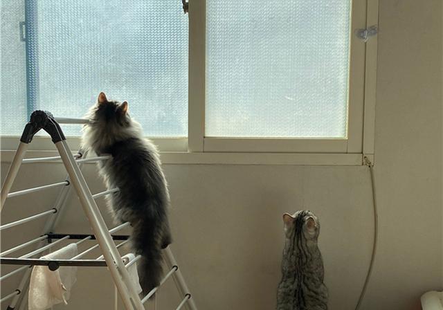 肺炎期间不宜出门,猫却想往外跑,主人用特殊猫爬架留住猫咪