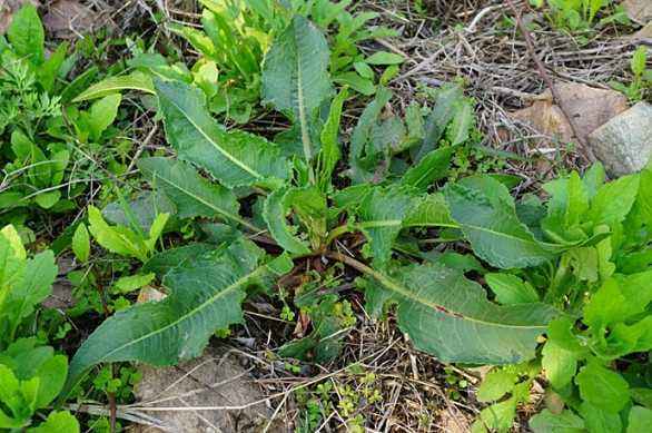 人称"野菠菜"的野菜,60后当救命菜,现成城里人的料理调味品