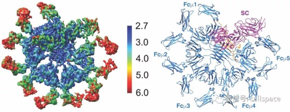肖俊宇研究组解析人源免疫球蛋白m复合体的高分辨率电镜结构