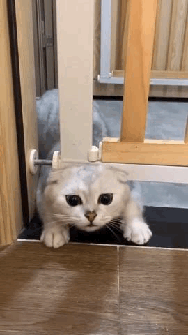 听说猫咪的屁股随时能产生武林剧毒,又有一个铲屎官阵亡了