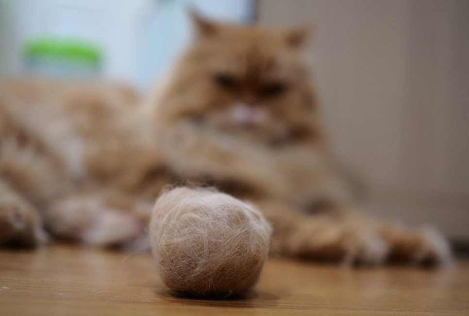 担心猫咪患"毛球症"?亲自动手种猫草,有4种效果,还能当零食