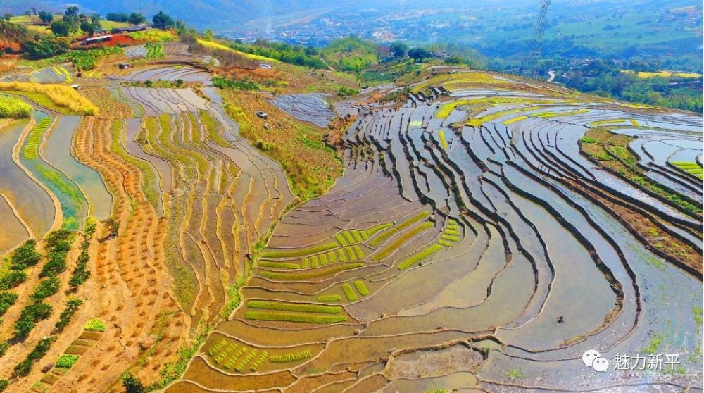 云南新平:层层梯田趣春耕