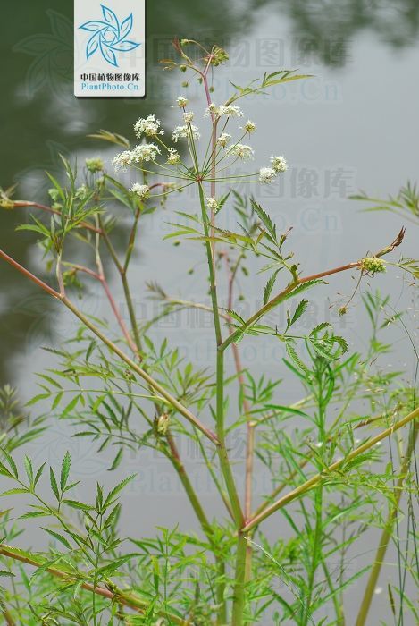 左图:水芹;右图:毒芹