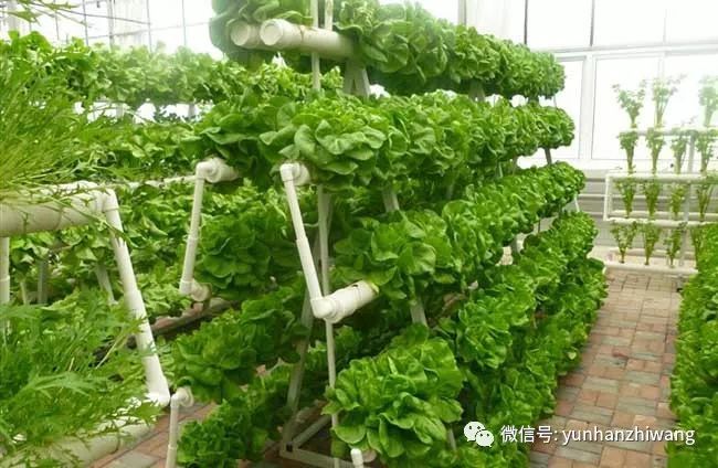 蔬菜,营养液,病虫害,水培,油菜,马铃薯