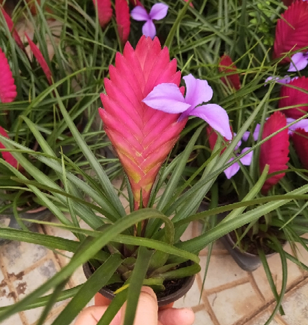 铁兰花,植物,开花,紫凤梨,养花