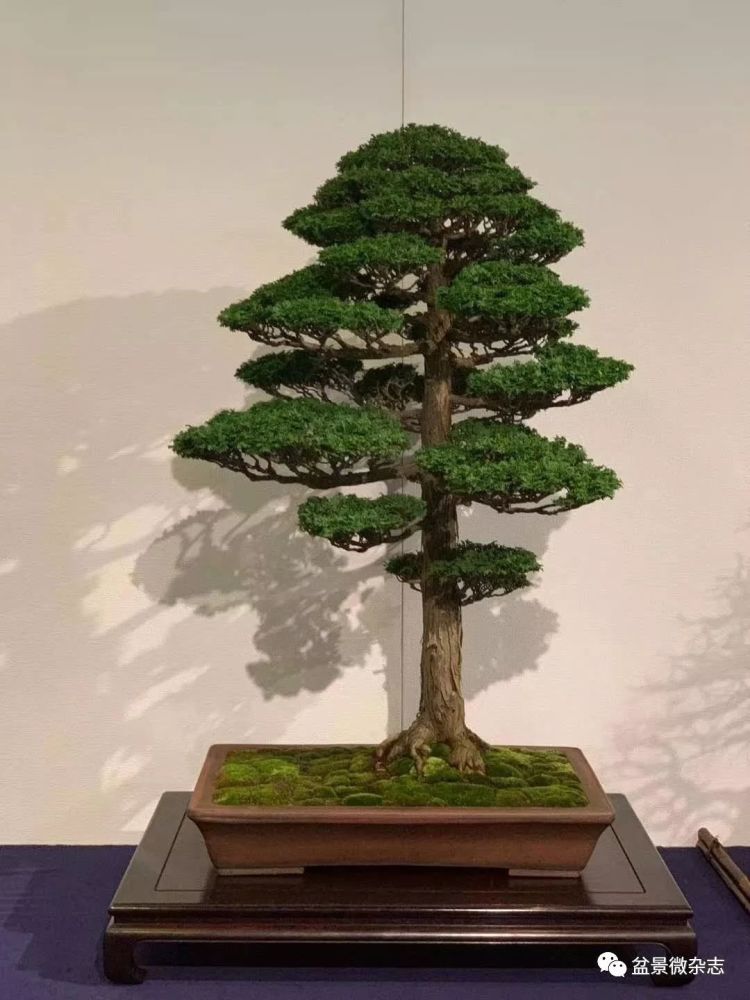 抢先观赏2020年日本第94回国风盆栽展精品
