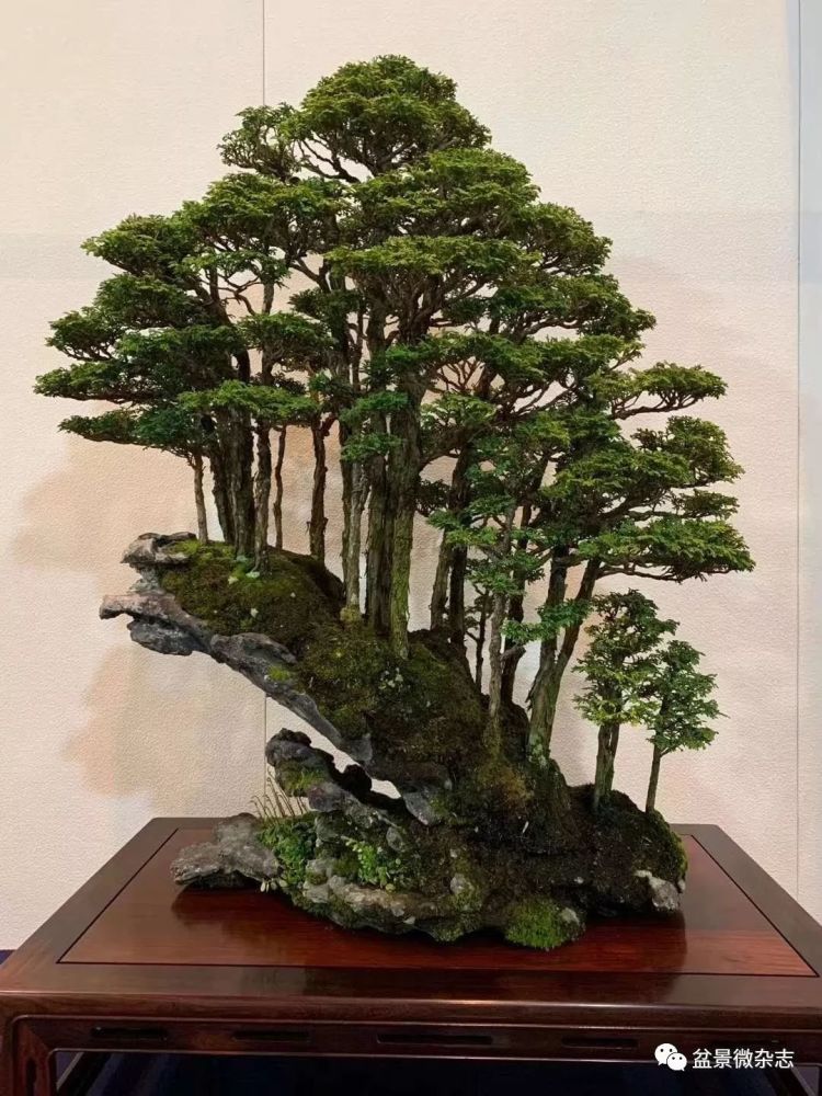 抢先观赏2020年日本第94回国风盆栽展精品