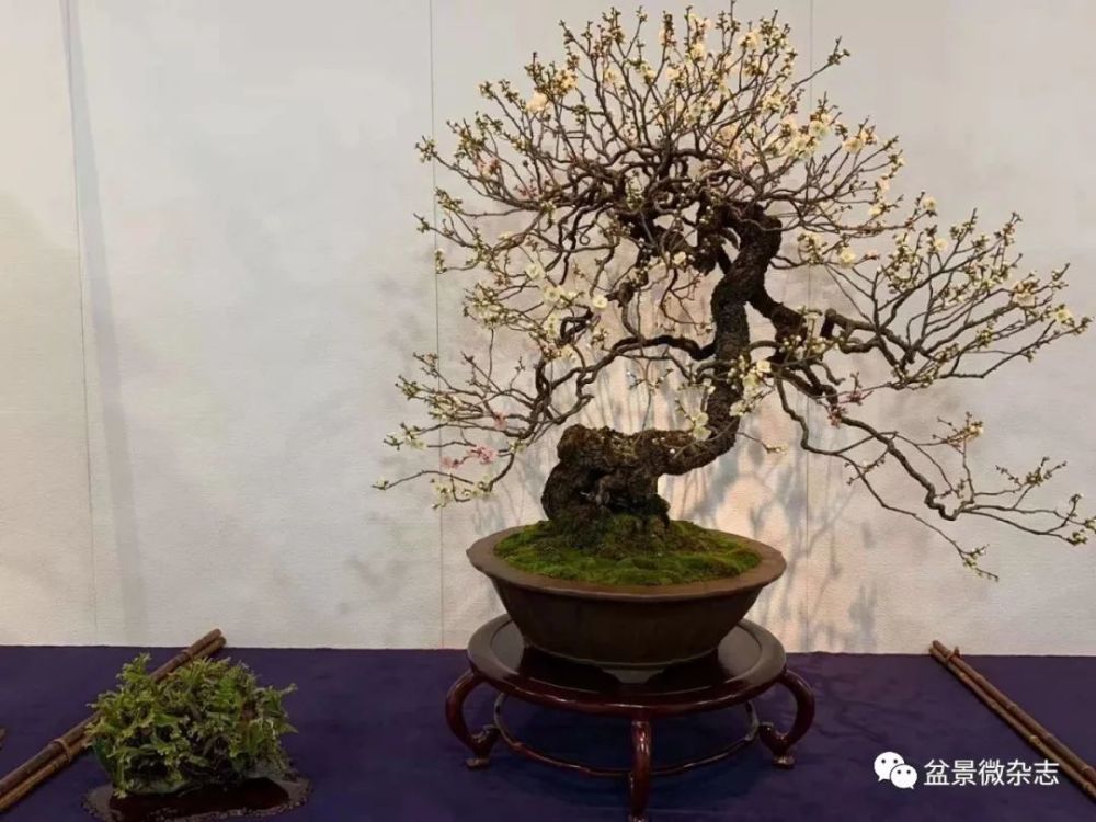 抢先观赏2020年日本第94回国风盆栽展精品