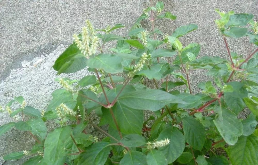 中药,中医学,牛膝,龙胆,虎杖