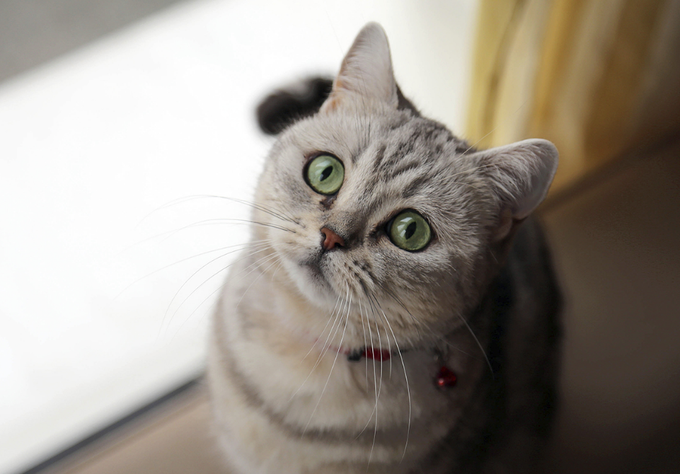 猫咪,喵星人,可爱,铲屎官,养猫