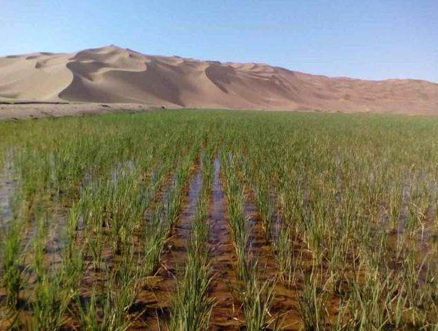 沙漠地带种出高产水稻,中国又一造福世界的发明,已大面积种植