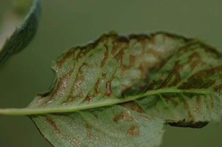 养月季花最不缺的就是虫害,蓟马很难清除,要怎么防治?