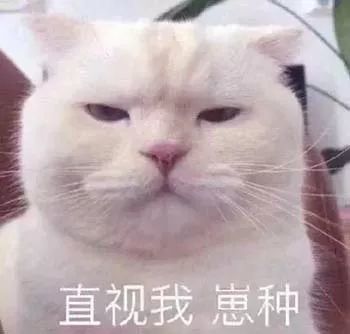 猫咪的表情:理直气壮