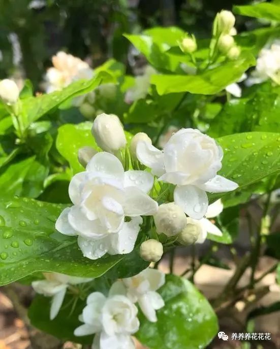 小花匠养茉莉花,用了点"小手段",长得枝叶繁茂,呼呼开花