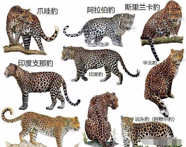 豹子和老虎生活的地方有重合,为什么豹子没有被老虎淘汰呢?