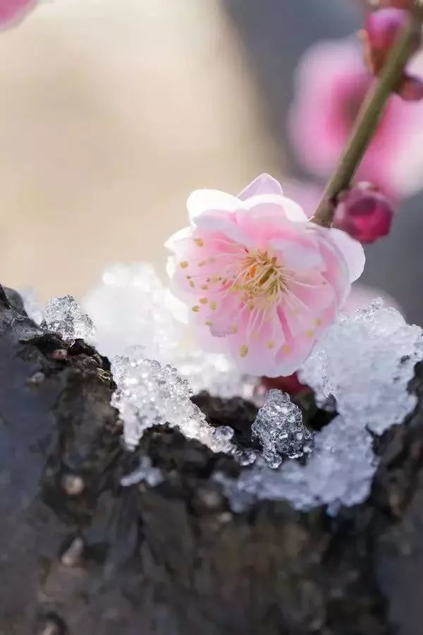 原创诗词 七律雪景