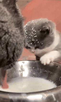 猫: