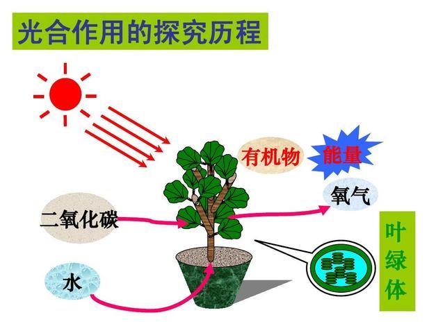 一,光合作用的探究历程 1,思想家,亚里士多德,认为植物增重的部分完全