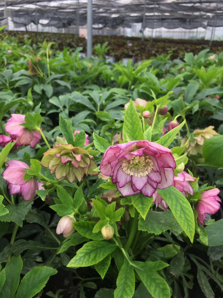 "铁筷子的花期比较长,暂时还能放2周左右,但不知市场何时开放,物流