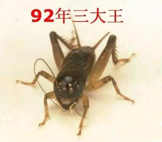 蟋蟀,潘志链,童逊扬,潘老,上海