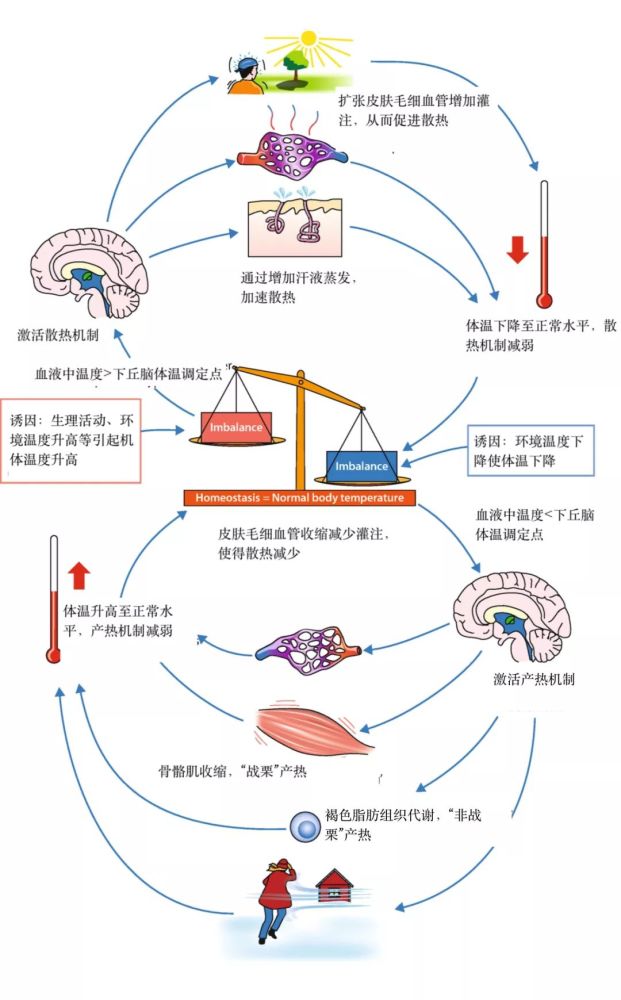 每天测体温,你知道什么才是真正的"体"温吗?