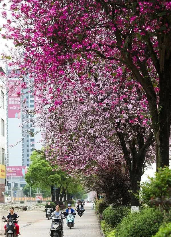 广西各地的市花,你喜欢哪个城市的市花?这个城市的最漂亮