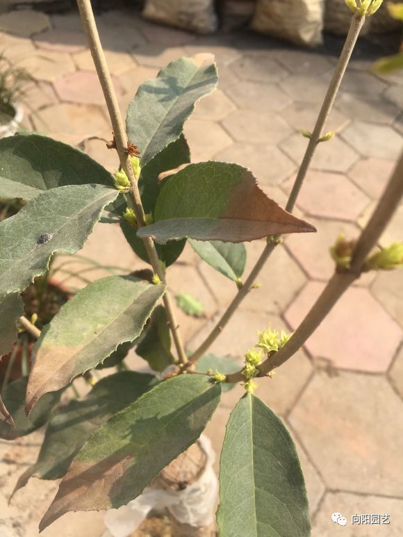 避免大水浇灌,避免大风吹,这两个要点是桂花最忌讳的