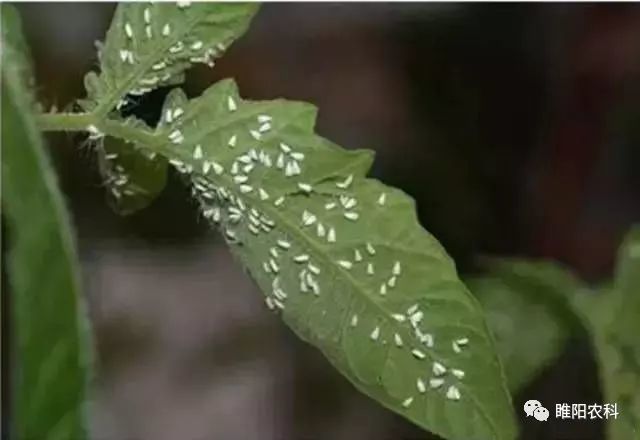 白粉虱,介壳虫用这个药防治,当天死虫,持效期可达30 50天