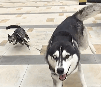 各位,很遗憾,恶魔哈士奇终究战胜了猫咪小天使,并成功将猫咪同化成了