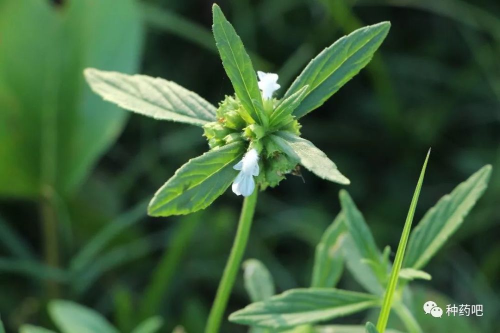 绉面草(leucas zeylanica),轮伞花序聚集成球状,极其容易识别.