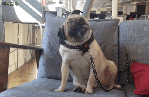 你看那个项目经理的样子,好像一条狗哎