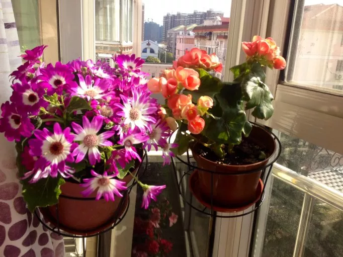 家里阳台窗台,多摆几盆这样的花,美得跟花园似的!