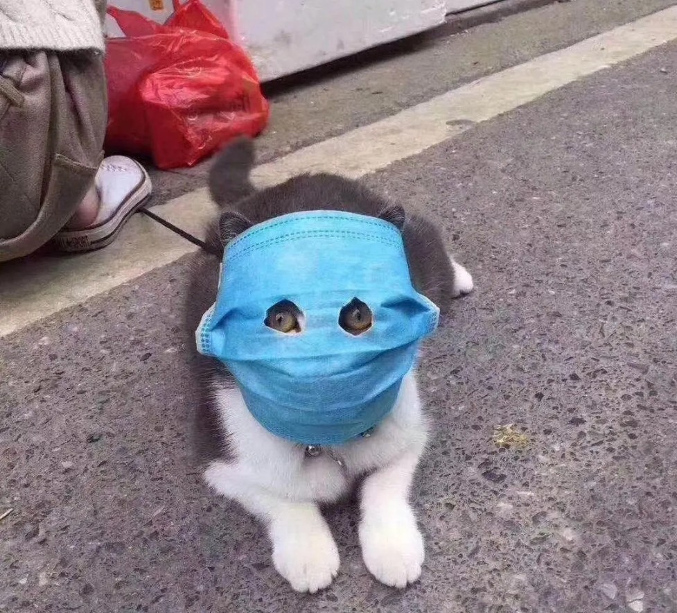 猫狗防疫装备,猫咪戴口罩,奇葩搞笑趣闻,当事猫害怕极了,宠物猫咪狗狗