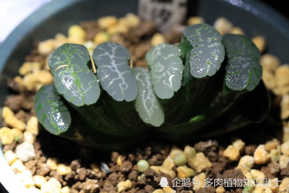 十二卷也是多肉,养了那么多品种别错过了它们