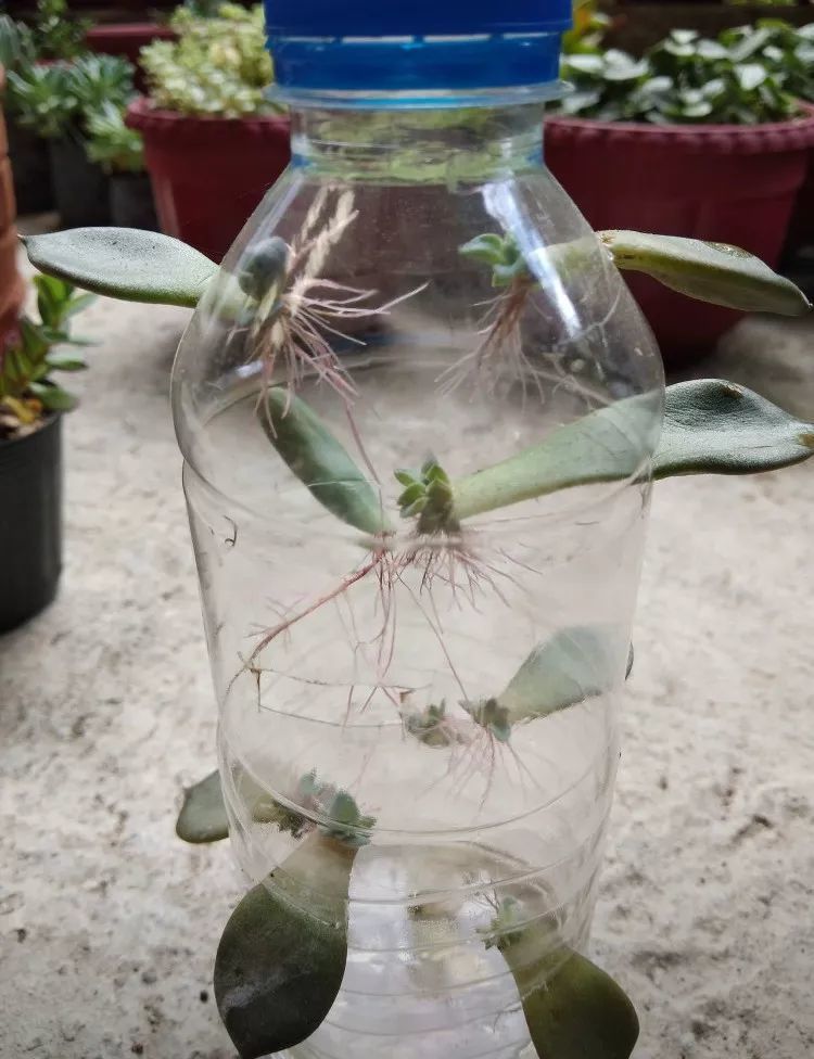 用塑料瓶来水培多肉植物叶片,快速促进生根,长芽后就可转土培