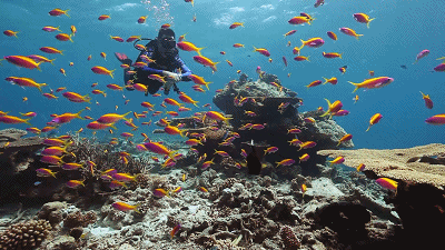 疫情肆虐,一个武汉潜水教练却做了这件事