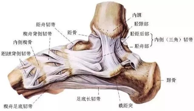 踝关节,股四头肌,韧带,脚踝