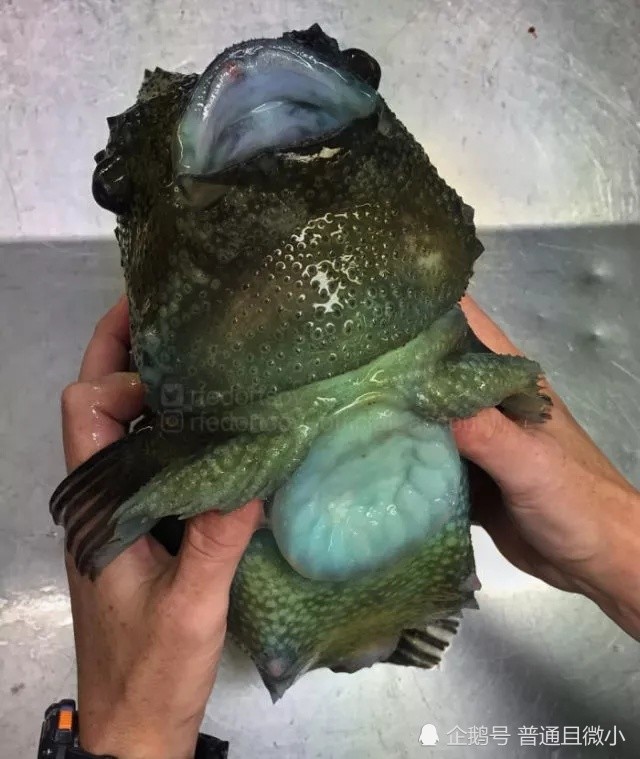 深海鱼,搞笑鱼类